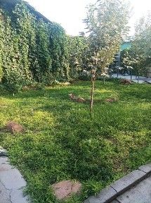 Ташкентская область, Алмалык