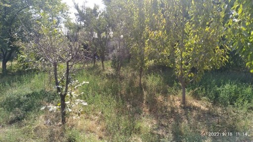 Ташкентская область, Янгиюль