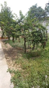 Самаркандская область, Самарканд