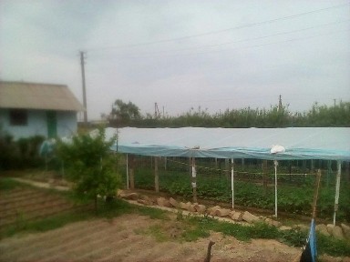 Ташкентская область, Пскент