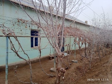 Хорезмская область, Шават