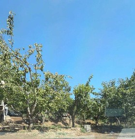 Ташкентская область, Янгиабад