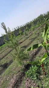 Ташкентская область, Бука