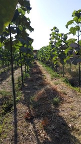 Ташкентская область, Красногорск