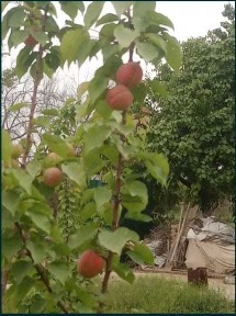 25 sotxlik (Bog' barpo etilgan) uy sotiladi.