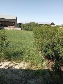 Uchaska sotiladi 6 soʻtiq