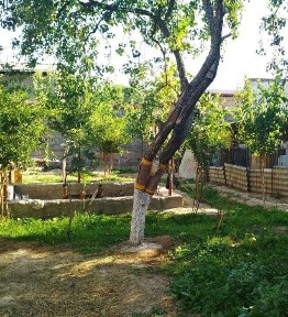 Ташкентская область, Назарбек