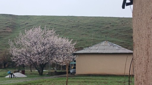Narx kelishiladi