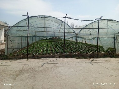 Ташкентская область, Нурафшан (Тойтепа)