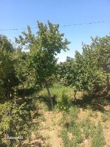 Хорезмская область, Хива