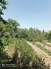 Бустонлик туманида ховли Уй сотилади. 5та хона, Икки этажли коттедж