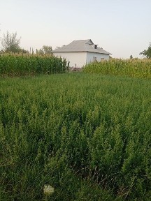 Срочно, Үй сотилади, новостройка3-хона, икки хонаси биткан, документла