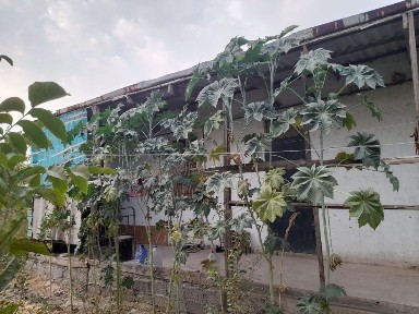 Manzil: Yangi Hayot chortoq Laylak Mahalla
