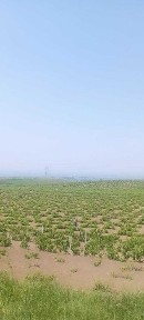 Паркент туманида 104 га худудидда жойлашган узумзор боғи сотилмоқда