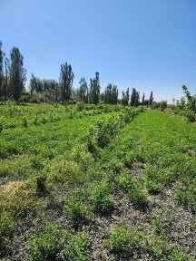 Uchastka sotiladi