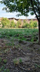 16 сотых ховли жой Кушмачитга 118 000 уе