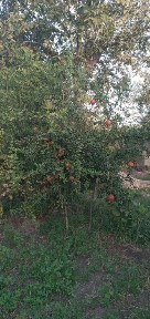 Gres dacha sotiladi