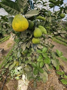 Лимонзор Лимонария ИССИКХОНА ТЕПЛИЦА Парник Навоий Шахрида жойлашган