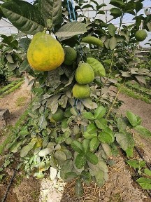 Лимонзор Лимонария ИССИКХОНА ТЕПЛИЦА Парник Навоий Шахрида жойлашган