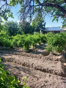Когон тумани Сиёз поён кишлогида 26сотихли катта ховли сотилади