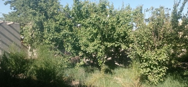 Бухарская область, Бухара