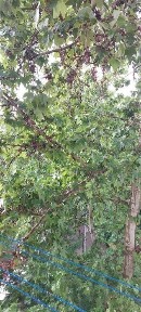 Участок 3,1 сотки. Янгихает р-н (Сергели), ул. Марказий. Дом старый