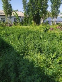 Ташкентская область, Чирчик