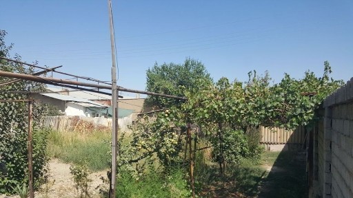 Ташкентская область, Янгиюль