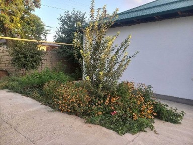 Продам свой участок, поселок Т. Г.Хван (Политотдел - Дустлик)