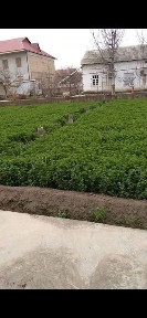 Кармана эски шахар ховли