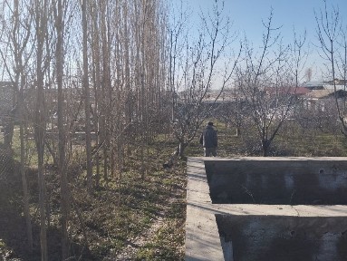 Ташкентская область, Янгибазар
