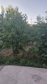 Qibray tumani, savxoz 5 da 7'4 sotix uy sotiladi 9 xonali.