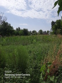 Ташкентская область, Аккурган