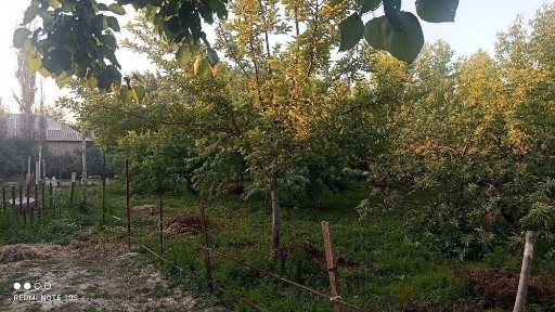Ташкентская область, Нурафшан (Тойтепа)