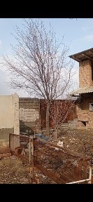 Ташкентская область, Газалкент
