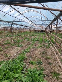 продажа теплицы 1.7 га Кибрай Аргин
