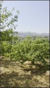 Продаётся 2 участка в Кумушкане.