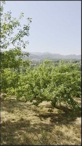 Продаётся 2 участка в Кумушкане.