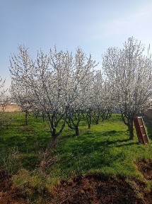 Nazarbek tekistilda