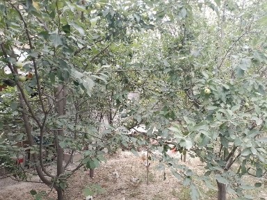Ташкентская область, Мирабад