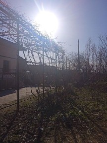 Ташкентская область, Янгиюль