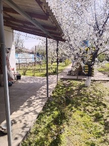 Ташкентская область, Янгибазар