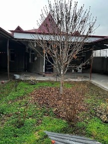 Ташкентская область, Янгиюль