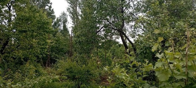 Ташкентская область, Кибрай