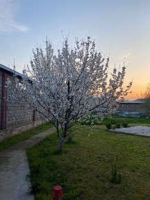 Yeng ozbekston bogin orqasida chiroyli shinam xovli
