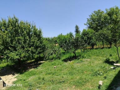 Agarot sotiladi yangiyo'l tuman mirzaboboyevda 10sotix bog'i bilan