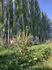 Уи сотылады