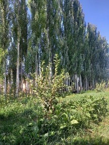 Уи сотылады