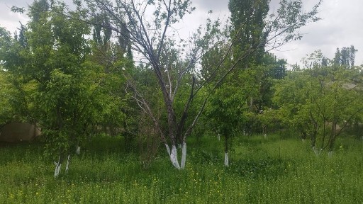 Ер участка сотилади