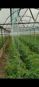 Продажа или аренда теплицы 1.7 га Кибрай